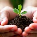 Hands gently holding a small plant sprout, symbolizing stress management and resilience building.